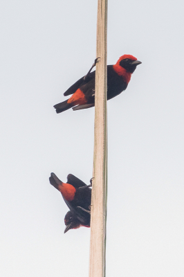 <i class='fa fa-user'></i> Paul van Giersbergen |   Schildprachtwever  <i class='fa fa-eye'> 141</i>  <i class='fa fa-thumbs-up'> 2</i>   <i class='fa fa-comment-o'> 3</i>