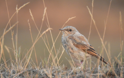 <i class='fa fa-user'></i> sieb |   Tapuit  <i class='fa fa-eye'> 209</i>  <i class='fa fa-thumbs-up'> 1</i>   <i class='fa fa-comment-o'> 5</i>