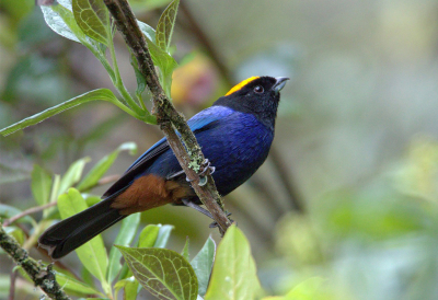 <i class='fa fa-user'></i> charlysax |   Goudkruintangare  <i class='fa fa-eye'> 126</i>  <i class='fa fa-thumbs-up'> 2</i>   <i class='fa fa-comment-o'> 2</i>