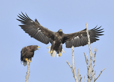 <i class='fa fa-user'></i> Martijn de Jonge |   Zeearend  <i class='fa fa-eye'> 314</i>  <i class='fa fa-thumbs-up'> 3</i>   <i class='fa fa-comment-o'> 4</i>