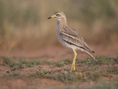 <i class='fa fa-user'></i> Luc Meert |   Griel  <i class='fa fa-eye'> 317</i>  <i class='fa fa-thumbs-up'> 8</i>   <i class='fa fa-comment-o'> 8</i>