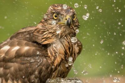 Deze juveniele havik tijdens het badderen mooi kunnen fotograferen . De druppels spatten van het scherm .