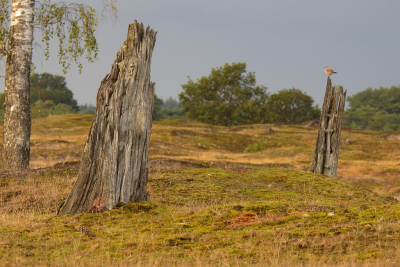 <i class='fa fa-user'></i> sieb |   Tapuit  <i class='fa fa-eye'> 421</i>  <i class='fa fa-thumbs-up'> 12</i>   <i class='fa fa-comment-o'> 13</i>