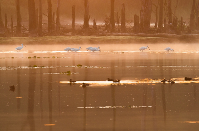 <i class='fa fa-user'></i> Truus Aletta Maan |   Lepelaar  <i class='fa fa-eye'> 260</i>  <i class='fa fa-thumbs-up'> 17</i>   <i class='fa fa-comment-o'> 12</i>