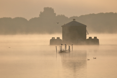 <i class='fa fa-user'></i> RoelfGK |   Aalscholver  <i class='fa fa-eye'> 350</i>  <i class='fa fa-thumbs-up'> 8</i>   <i class='fa fa-comment-o'> 6</i>