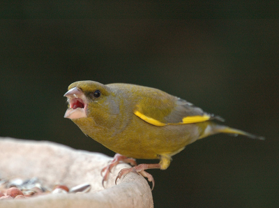 Deze groenling liet niet toe dat andere vogels de voederplaats innamen. Zijn dreigende houding geeft dat duidelijk aan.