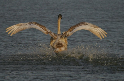 Vanuit vogelkijkhut gefotografeerd, door de kleine beeldhoek had ik hem onverwachts in de zoeker, dan is het snel handelen. M'n eerste inzending. Camera, Pentax ist-ds in combinatie met Swarovski ats 80 hd.