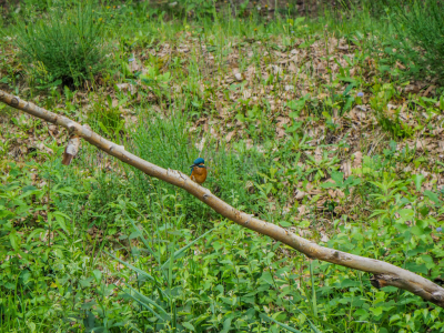 ik was aan het fotograferen en zag ineens de ijsvogel en omdat die moeilijk te fotograferen zijn voor mij heb ik zonder twijfel de blauwe parel onder water vogels op de foto gezet.