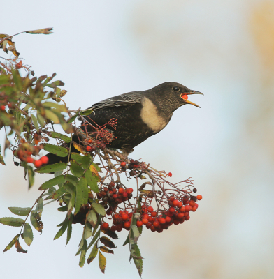 Zit je in je tuin te wachten op kramsvogels , ploft er ineens een beflijster op de lijsterbes. Hoe toepasselijk de naam ook mag zijn , dit heb ik nog niet eerder meegemaakt. Voor deze uitsnede gekozen , zodat de bessen in beeld staan.