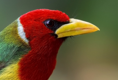 <i class='fa fa-user'></i> charlysax |   Roodkopbaardvogel  <i class='fa fa-eye'> 191</i>  <i class='fa fa-thumbs-up'> 8</i>   <i class='fa fa-comment-o'> 6</i>