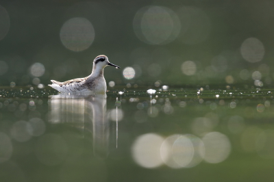 <i class='fa fa-user'></i> Johan G |   Grauwe Franjepoot  <i class='fa fa-eye'> 343</i>  <i class='fa fa-thumbs-up'> 19</i>   <i class='fa fa-comment-o'> 13</i>