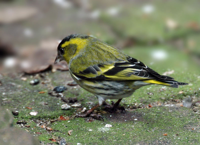 Een gast een onze tuin.