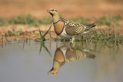 <i class='fa fa-user'></i> Luc Meert |   Witbuikzandhoen  <i class='fa fa-eye'> 417</i>  <i class='fa fa-thumbs-up'> 23</i>   <i class='fa fa-comment-o'> 6</i>