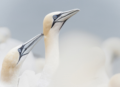 <i class='fa fa-user'></i> Fred |   Jan-van-gent  <i class='fa fa-eye'> 286</i>  <i class='fa fa-thumbs-up'> 17</i>   <i class='fa fa-comment-o'> 13</i>