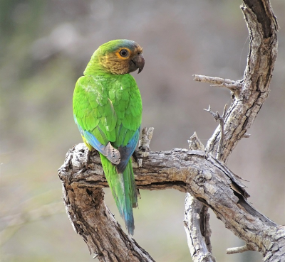 <i class='fa fa-user'></i> ErikNeuteboom |   Masparkiet  <i class='fa fa-eye'> 175</i>  <i class='fa fa-thumbs-up'> 4</i>   <i class='fa fa-comment-o'> 7</i>