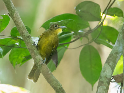 <i class='fa fa-user'></i> Paul van Giersbergen |   Groene Baardbuulbuul  <i class='fa fa-eye'> 124</i>   <i class='fa fa-comment-o'> 0</i>