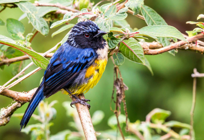 <i class='fa fa-user'></i> charlysax |   Zilverbrauwbergtangare  <i class='fa fa-eye'> 142</i>  <i class='fa fa-thumbs-up'> 2</i>   <i class='fa fa-comment-o'> 2</i>