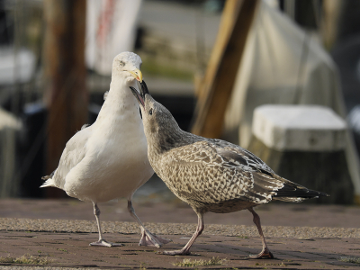 <i class='fa fa-user'></i> josephine |   Zilvermeeuw  <i class='fa fa-eye'> 179</i>  <i class='fa fa-thumbs-up'> 1</i>   <i class='fa fa-comment-o'> 11</i>