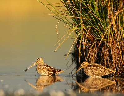 Vanochtend minder lang mistig als gisteren. Het duurde even voordat de watersnippen zich wat dichtbij lieten zien. Heb gekozen voor een snip die de oversteek wil maken en de ander die nog in de dekking blijft. Dit keer iets minder vogel en wat meer de graag gebruikte habitat. Het mooie licht doet de rest.