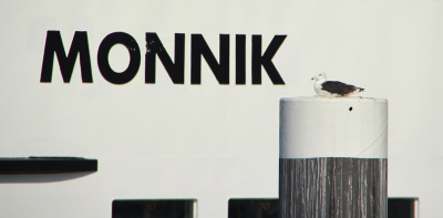 <i class='fa fa-user'></i> luutgroeneveld |   Grote Mantelmeeuw  <i class='fa fa-eye'> 218</i>  <i class='fa fa-thumbs-up'> 6</i>   <i class='fa fa-comment-o'> 9</i>