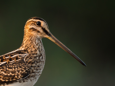 <i class='fa fa-user'></i> Vincent Vuik |   Watersnip  <i class='fa fa-eye'> 264</i>  <i class='fa fa-thumbs-up'> 9</i>   <i class='fa fa-comment-o'> 13</i>