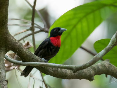 <i class='fa fa-user'></i> Paul van Giersbergen |   Roodkeelprachtwever  <i class='fa fa-eye'> 136</i>   <i class='fa fa-comment-o'> 0</i>