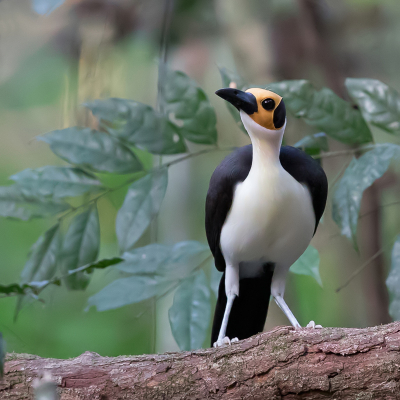 <i class='fa fa-user'></i> Paul van Giersbergen |   Witnekkaalkopkraai  <i class='fa fa-eye'> 223</i>  <i class='fa fa-thumbs-up'> 12</i>   <i class='fa fa-comment-o'> 10</i>