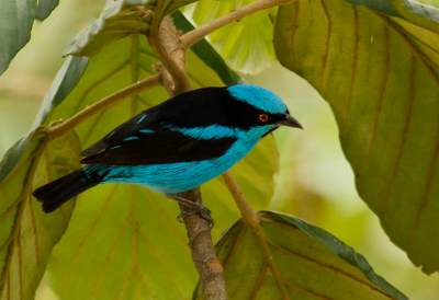 <i class='fa fa-user'></i> charlysax |   Turkooispitpit  <i class='fa fa-eye'> 155</i>  <i class='fa fa-thumbs-up'> 1</i>   <i class='fa fa-comment-o'> 2</i>