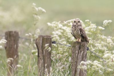 <i class='fa fa-user'></i> Arjan Troost |   Velduil  <i class='fa fa-eye'> 469</i>  <i class='fa fa-thumbs-up'> 27</i>   <i class='fa fa-comment-o'> 14</i>