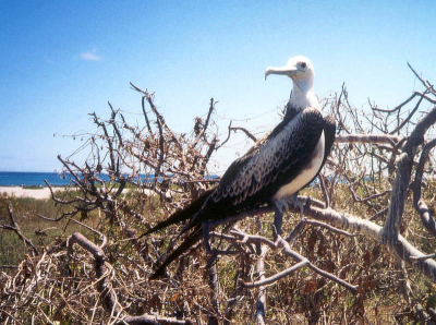 De Galpagos eilanden kennen terecht strikte regels voor bezoekers, waardoor de broedkolonie Grote fregatvogels op Seymour Norte alleen op tamelijk grote afstand bekeken kon worden. De baltsende mannetjes met hun enorme roodgekleurde keelzak staan dan ook slechts op het netvlies.
Dit juveniel vrouwtje liet zich echter wel van dichtbij zien.
Scan van foto van dia.