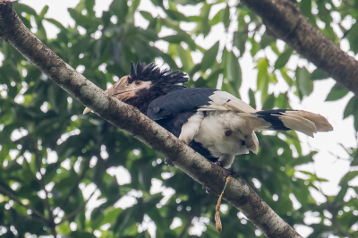 <i class='fa fa-user'></i> Paul van Giersbergen |   Bruinoorneushoornvogel  <i class='fa fa-eye'> 139</i>   <i class='fa fa-comment-o'> 0</i>