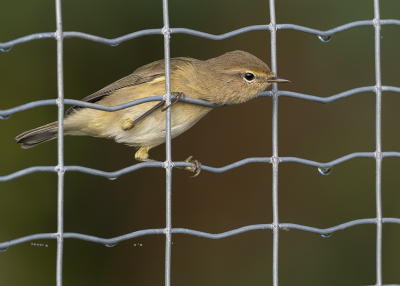 <i class='fa fa-user'></i> Fred |   Tjiftjaf  <i class='fa fa-eye'> 279</i>  <i class='fa fa-thumbs-up'> 8</i>   <i class='fa fa-comment-o'> 4</i>