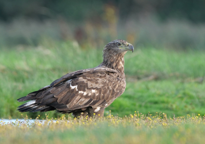 <i class='fa fa-user'></i> Krijn Dijkema |   Zeearend  <i class='fa fa-eye'> 378</i>  <i class='fa fa-thumbs-up'> 14</i>   <i class='fa fa-comment-o'> 11</i>