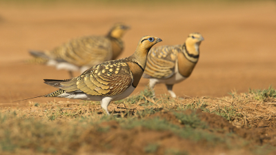 <i class='fa fa-user'></i> Luc Meert |   Witbuikzandhoen  <i class='fa fa-eye'> 279</i>  <i class='fa fa-thumbs-up'> 3</i>   <i class='fa fa-comment-o'> 6</i>