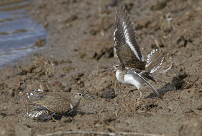 <i class='fa fa-user'></i> Gejo Wassink |   Oeverloper  <i class='fa fa-eye'> 285</i>   <i class='fa fa-comment-o'> 10</i>