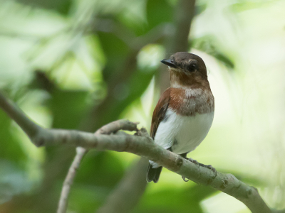 <i class='fa fa-user'></i> Paul van Giersbergen |   Witneklelvliegenvanger  <i class='fa fa-eye'> 122</i>  <i class='fa fa-thumbs-up'> 1</i>   <i class='fa fa-comment-o'> 1</i>