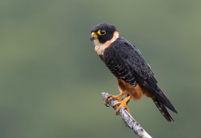 <i class='fa fa-user'></i> charlysax |   Vleermuisvalk  <i class='fa fa-eye'> 323</i>  <i class='fa fa-thumbs-up'> 16</i>   <i class='fa fa-comment-o'> 11</i>