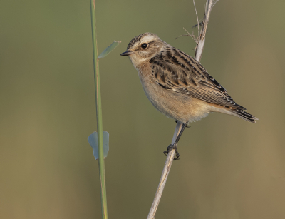 <i class='fa fa-user'></i> Fred |   Paapje  <i class='fa fa-eye'> 265</i>  <i class='fa fa-thumbs-up'> 1</i>   <i class='fa fa-comment-o'> 4</i>