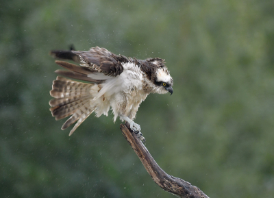 <i class='fa fa-user'></i> Ido |   Visarend  <i class='fa fa-eye'> 358</i>  <i class='fa fa-thumbs-up'> 4</i>   <i class='fa fa-comment-o'> 4</i>