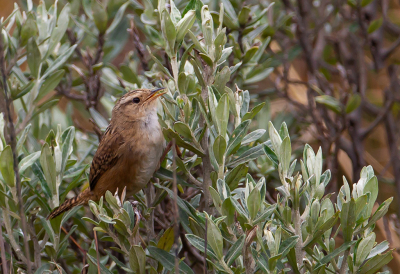 <i class='fa fa-user'></i> charlysax |   Zeggewinterkoning  <i class='fa fa-eye'> 137</i>   <i class='fa fa-comment-o'> 1</i>