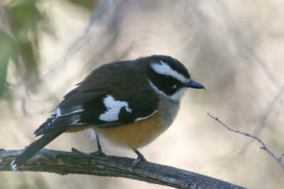<i class='fa fa-user'></i> Kees de Jager |   Bruinoorvliegenvanger  <i class='fa fa-eye'> 92</i>  <i class='fa fa-thumbs-up'> 1</i>   <i class='fa fa-comment-o'> 2</i>