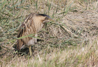 Door werkzaamheden in het natuurgebied was de waterstand sterk verlaagd.Daardoor moest de roerdomp uit het riet komen om bij het water te komen.Bijna 2 uur uit de begroeiing geweest.Enorm aantal opnames kunnen maken.Soms heb je geluk.