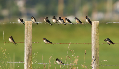 De Boerenzwaluwtjes hadden op het prikkeldraad plaats genomen voor een gezamelijke poetsbeurt. Schattig.