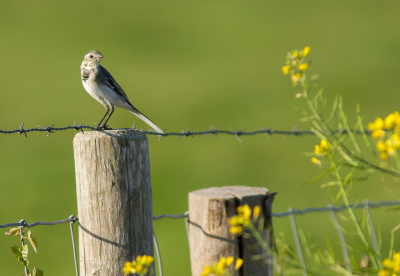 Nog net voordat m'n herder in de buurt van de vogel kwam kon ik deze jonge Kwik vastleggen.