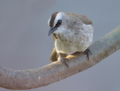 <i class='fa fa-user'></i> Ruud Scherpenisse |   Wenkbrauwbuulbuul  <i class='fa fa-eye'> 156</i>   <i class='fa fa-comment-o'> 2</i>