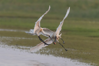 <i class='fa fa-user'></i> Arjan Troost |   Lepelaar  <i class='fa fa-eye'> 321</i>  <i class='fa fa-thumbs-up'> 12</i>   <i class='fa fa-comment-o'> 15</i>