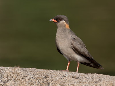 <i class='fa fa-user'></i> Paul van Giersbergen |   Rotsvorkstaartplevier  <i class='fa fa-eye'> 187</i>  <i class='fa fa-thumbs-up'> 9</i>   <i class='fa fa-comment-o'> 7</i>