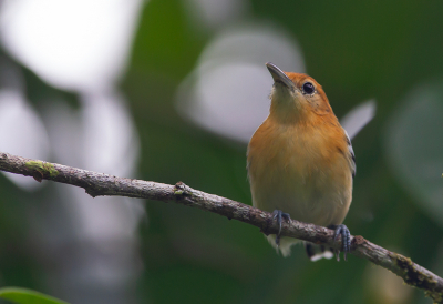 <i class='fa fa-user'></i> charlysax |   Pacifische Miersluiper  <i class='fa fa-eye'> 114</i>   <i class='fa fa-comment-o'> 0</i>