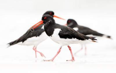 <i class='fa fa-user'></i> Hans Overduin |   Scholekster  <i class='fa fa-eye'> 353</i>  <i class='fa fa-thumbs-up'> 20</i>   <i class='fa fa-comment-o'> 13</i>