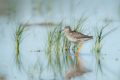 Er zijn heel wat percelen onder water gezet vanwege aaltjes in de grond. Aantrekkelijk voor de vogels die hier hun kostje bij elkaar scharrelen.